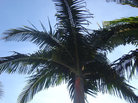 A Palm Tree