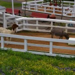 Farm animals at the Duluth Zoo Farm animals at the Duluth Zoo