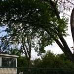 Despite being diseased, the trees were still quite leafy in many areas. Despite being diseased, the trees were still quite leafy in many areas.