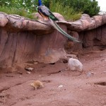 Peacock and prairie dogs at the Duluth Zoo Peacock and prairie dogs at the Duluth Zoo