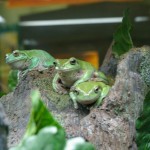 Frogs at the Duluth Zoo Frogs at the Duluth Zoo