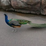 Peacock at the Duluth Zoo Peacock at the Duluth Zoo