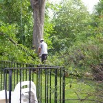 Some branches were cut more on the ground. Some branches were cut more on the ground.
