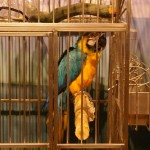 Blue and gold macaw at the Duluth Zoo Blue and gold macaw at the Duluth Zoo