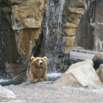 Kodiak bear at the Duluth Zoo Kodiak bear at the Duluth Zoo