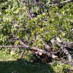 Branches were lined up in the backyard. Branches were lined up in the backyard.