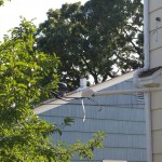 Oops! A branch landed on our power line. Oops! A branch landed on our power line.