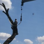 The crane was able to help remove limbs as they were being cut. The crane was able to help remove limbs as they were being cut.