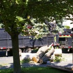 Big limbs were removed by truck. Big limbs were removed by truck.