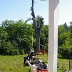 The first trunk was prepared for removal. The first trunk was prepared for removal.