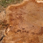 Notice all of the sap on this tree stump. Notice all of the sap on this tree stump.