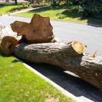 Here are some big logs on the curb. Here are some big logs on the curb.