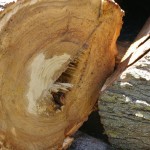 This log was diseased. Notice the hollow center. This log was diseased. Notice the hollow center.