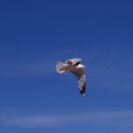 Seagull in Grand Marais Seagull in Grand Marais