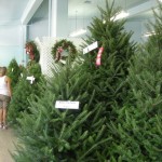 It's Christmas in August! The trees are always so carefully trimmed. It's Christmas in August! The trees are always so carefully trimmed.
