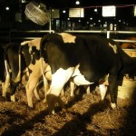 Moooooo! Moooooo!
