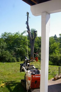 The first trunk was prepared for removal.