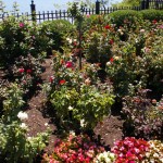 Duluth, MN rose garden