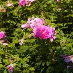 Duluth, MN rose garden