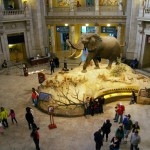 Inside The Smithsonian Museum of Natural History