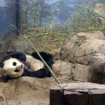 Panda at the National Zoo